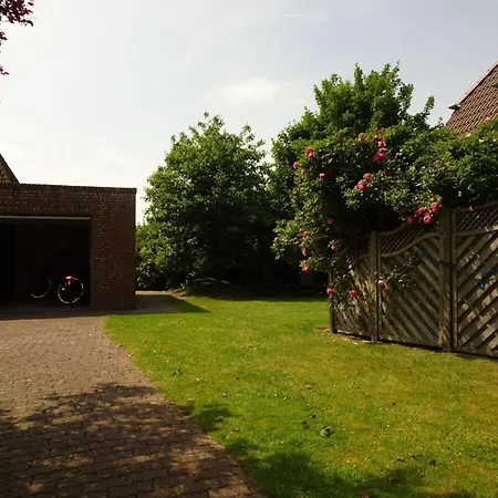 Gray Seal * Midlum (Schleswig-Holstein)