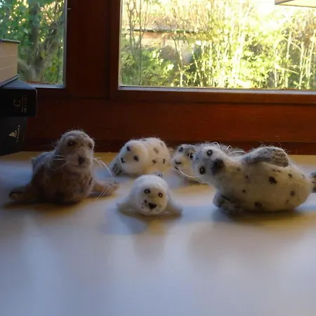 Gray Seal *