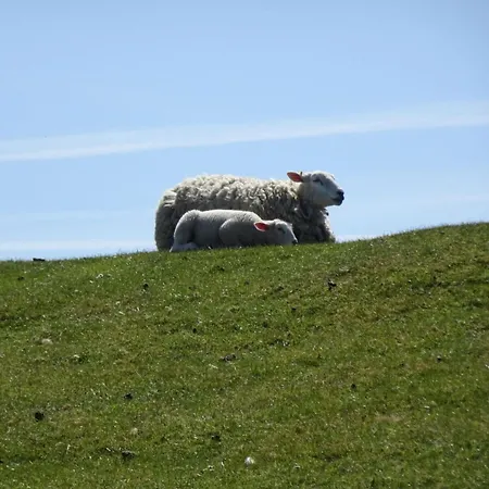 Gray Seal 아파트 Midlum (Schleswig-Holstein)